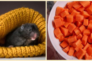 Czy domowe chomiki mogą mieć marchewki? Czy domowe chomiki mogą mieć marchewki?